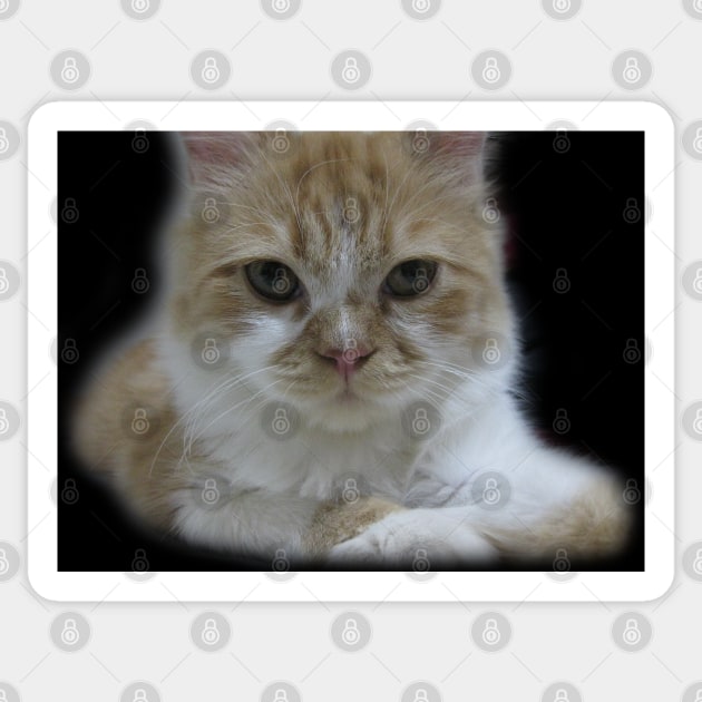 Cute Cat Face Photography Sticker by Looly Elzayat